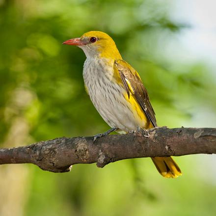 Le plumage de la femelle est plus terne avec des couleurs jaune-verdâtre et brun-gris et le ventre clair légèrement   tacheté.