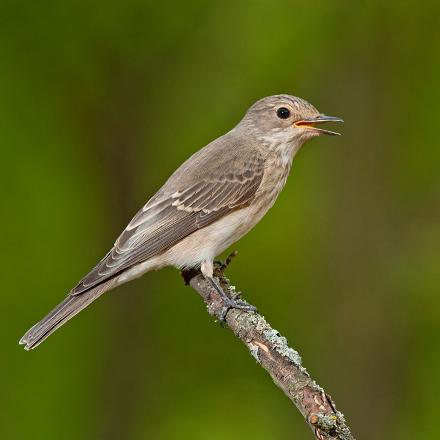 Le chant du gobe-mouche gris est un pépiement aigu, doux avec peu de variations, qu'il répète avec monotonie, pas très mélodique.