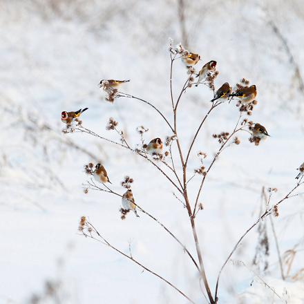 C'est un oiseau très sociable. Il vit souvent en groupe en dehors de la saison des nids.