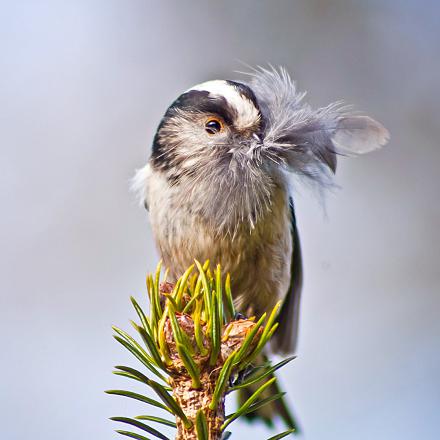 L’intérieur est couvert de plein de petites plumes qui servent d’isolant.