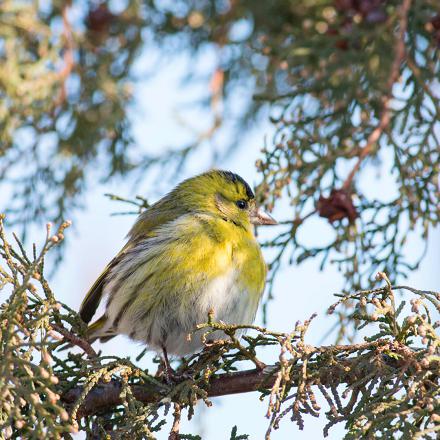 Le tarin des aulnes vit dans les forêts de conifères et mixtes mais aussi dans les jardins.