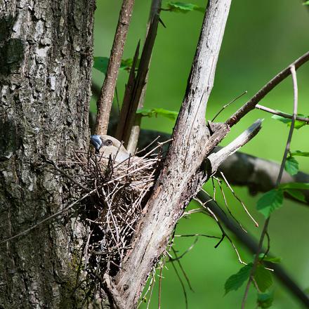 Il niche dans les arbres.