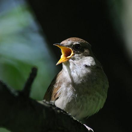 Au crépuscule, on entend les duels de chants des mâles jusque tard dans la nuit.