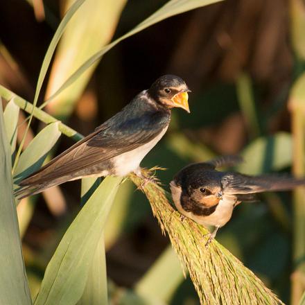 Avant et pendant sa migration, elle trouve beaucoup de nourriture dans les roselières.