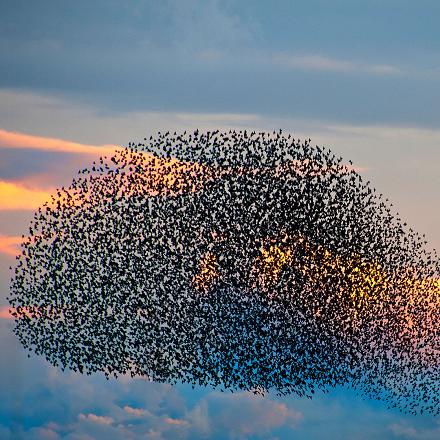 On entend parfois des groupes bruyants au crépuscule lorsqu'ils se rejoignent pour la nuit.