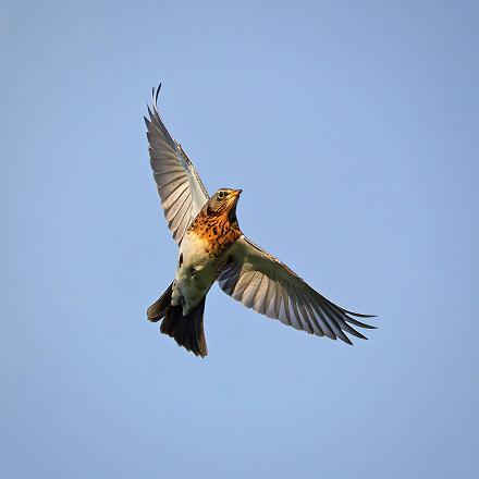 C'est une espèce sédentaire ou migratrice de moyenne distance.