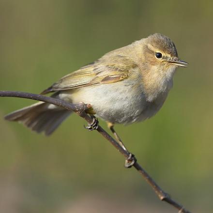 Le pouillot véloce a le plumage brun-gris.