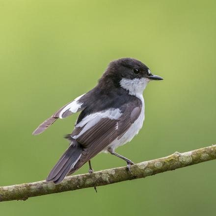 Il lui arrive de voler sur place pour capturer les insectes sur les feuilles.