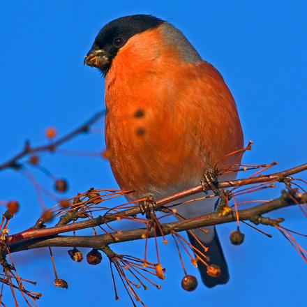 Il coupe aussi les téguments des graines des plantes herbacées et arbres.