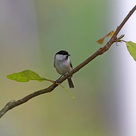 En France la mésange boréale est moins répandue que la mésange nonnette.