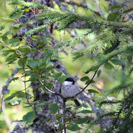 La mésange boréale est sédentaire.