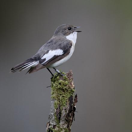 Les sites de nidification sont souvent pris quand le gobe-mouche arrive sur son lieu de reproduction.