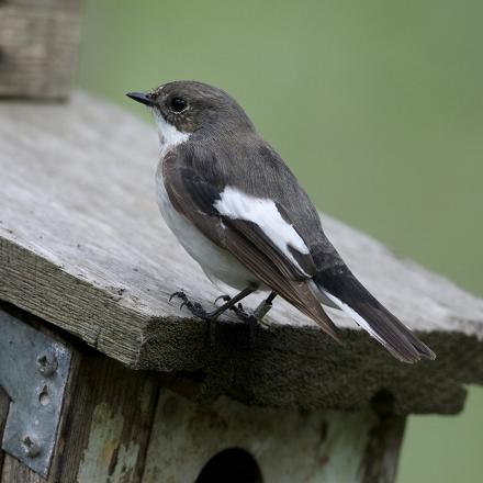 En Europe, on peut voir le gobe-mouche noir seulement pendant sa période de reproduction.