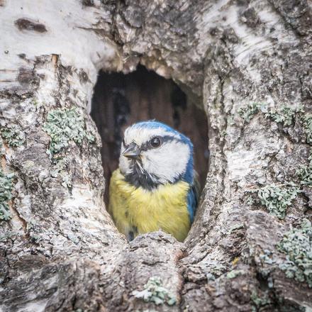 C’est une espèce cavernicole : elle construit son nid dans les petites cavités des arbres, parfois dans les falaises, les murs, les gouttières, ou même dans de vieilles boîtes aux lettres...