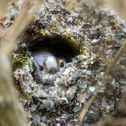 Il est construit à partir de mousse, de lichens, de fils de toiles d’araignées.