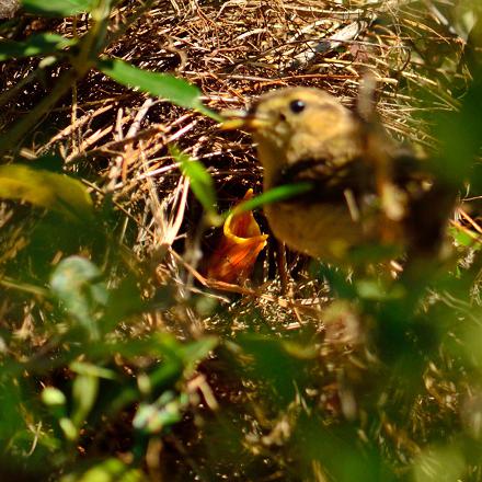 Son nid est une boule d'herbe et de feuilles avec une entrée latérale.