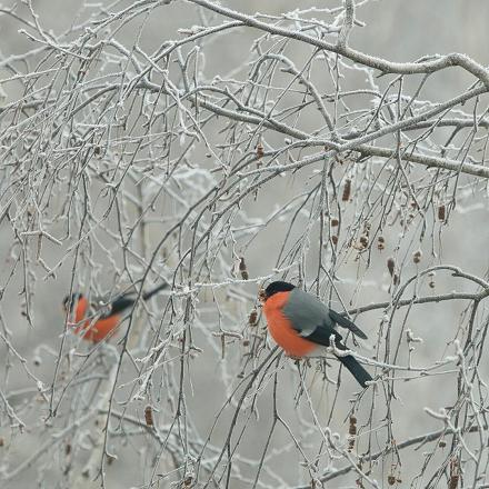 En hiver, plusieurs couples se rassemblent et se déplacent ensemble.