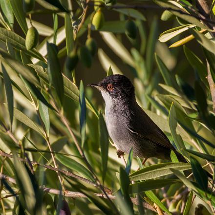 Elle vit aussi dans les oliveraies et les fourrés des parcs et jardins.