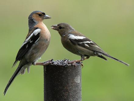 Pendant la période de reproduction, il se déplace seul, en couple ou en famille.