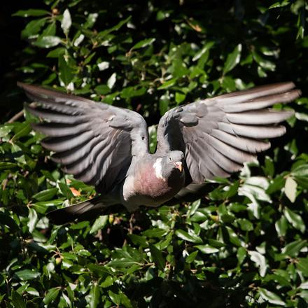 Il frappe parfois les ailes pour effrayer les prédateurs.