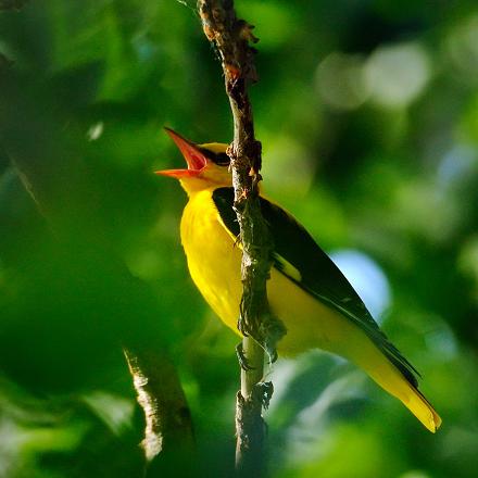 Son chant est sonore et flûté, avec des onomatopées courtes typiques 