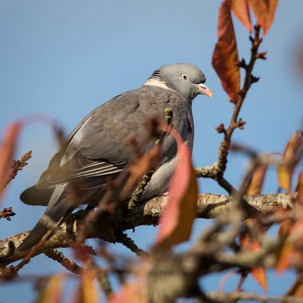 En été et automne, il trouve très facilement et plus rapidement dans les champs de céréales.