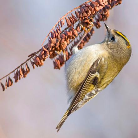 Il se suspend jusqu'au bout des branches pour trouver des insectes.