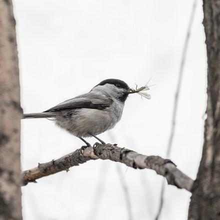 Comme la plupart des mésanges, elle est insectivore au printemps et en été et passe au régime granivore en fin d’automne et en hiver.