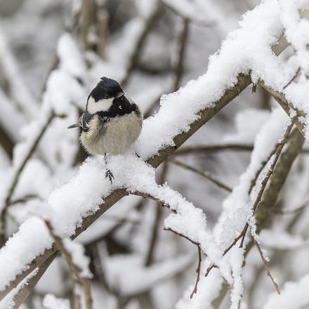 Bien adaptée au froid, elle est très présente en montagne et dans le nord de l’Europe. 