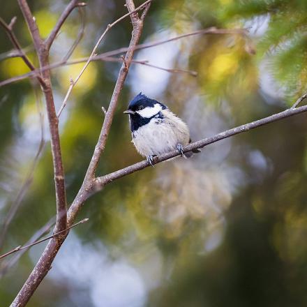 On la trouve aussi dans les forêts mixtes, composées de feuillus et de conifères.