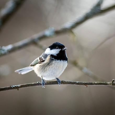 C’est un oiseau sédentaire en France qui passe l’hiver dans nos régions. 