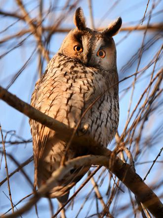 Le hibou moyen-duc a un chant nuptial que l'on entend dès février.