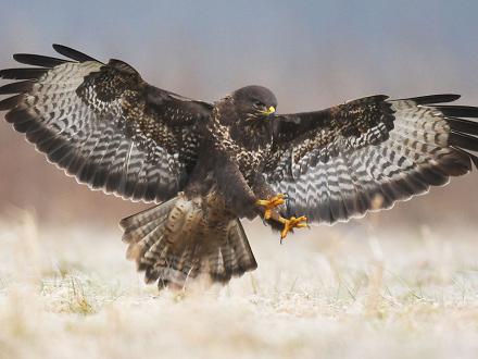 De tous les oiseaux de proies, c'est elle qui a la vue la plus perçante. Son ouïe lui permet aussi de déceler les mouvements d'une proie dans l'herbe. 