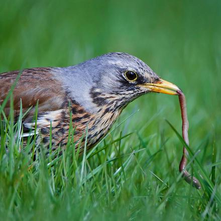 La grive litorne mange des vers et insectes...