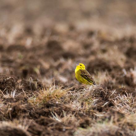 Le bruant jaune vit dans les zones agricoles avec haies et  buissons, dans les champs, vergers et à la lisière des forêts.