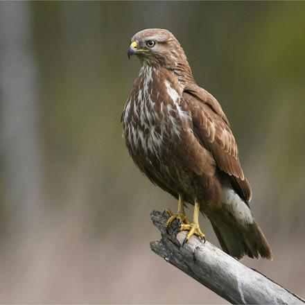 Comme elle ne sait pas virevolter et manque de rapidité, elle chasse à l'affût: perchée sur un piquet, elle guette le passage d'une proie.