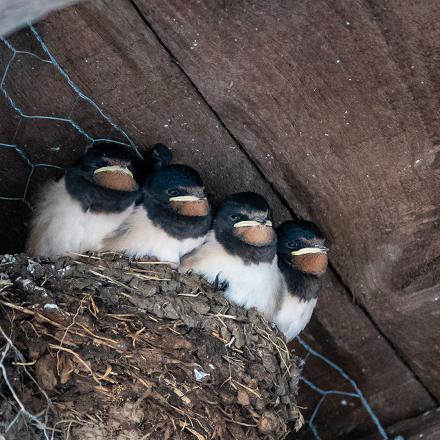 Un nid d'oiseau dans la cheminée, que faire ?