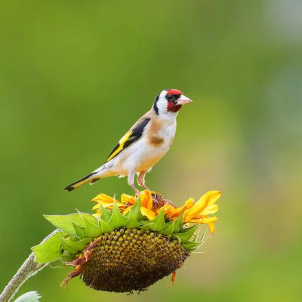 Il se pose directement sur les plantes stables comme les tournesols.