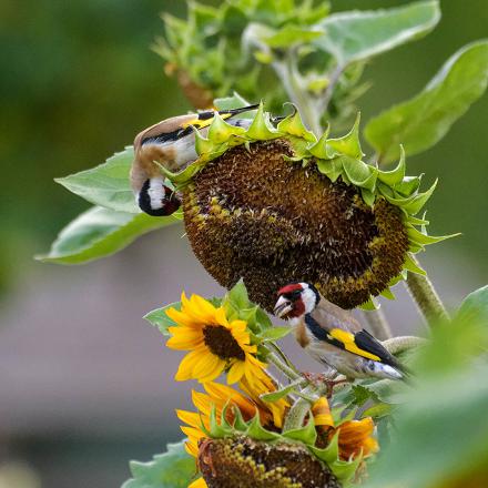 Ce n'est qu'après avoir récolté toutes les graines qu'il changera de plantes.