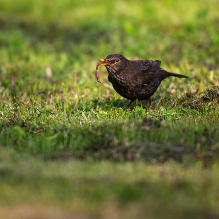 Le merle noir est omnivore : il mange des insectes, des vers de terre parfois des graines...