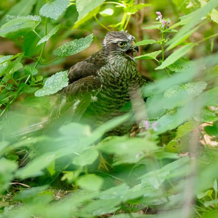 Se présence est signalée par les cris d'alarme des oiseaux menacés.