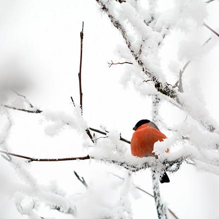 Le bouvreuil pivoine hivernant chez nous, venant d'Europe du nord a un cri légèrement différent,  un 