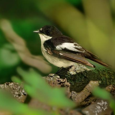 le mâle est blanc et noir seulement en période de reproduction. C'est son plumage nuptial pour attirer la femelle.