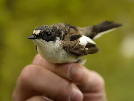 Le gobe-mouche noir a la tête brun-foncé à noir avec une tache blanche sur le front.