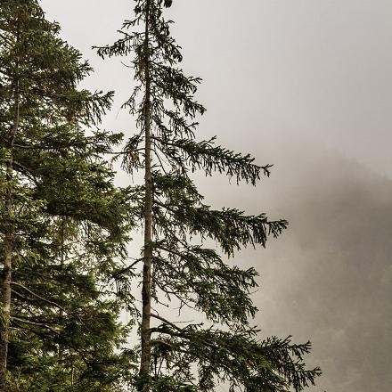 On la trouve dans les forêts de conifères (sapinières, pinières, et bois d’épicéas). 