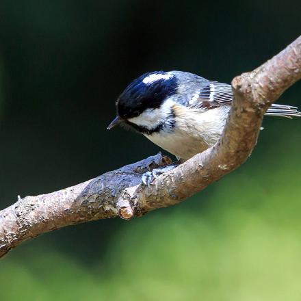 On la différencie de la mésange charbonnière par l’absence de jaune sur le ventre et à la tache blanche sur la nuque.