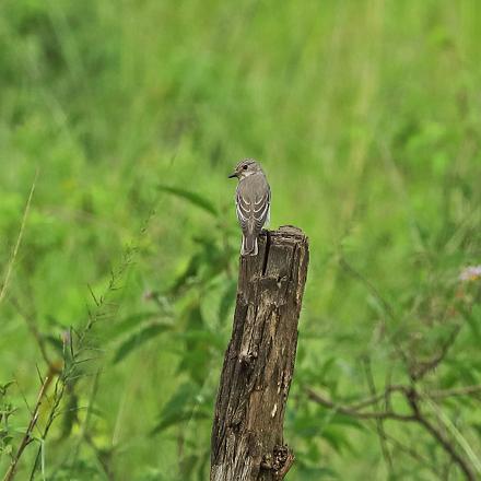 Il se perche pour guetter les alentours, poursuit et capture un insecte volant et revient à son perchoir. 