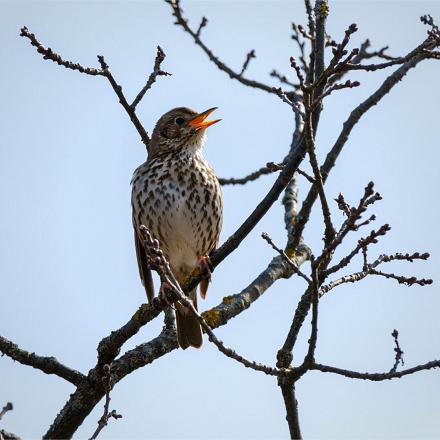 Elle chante perchée, sur la cime des grands arbres.