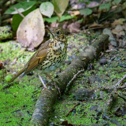 La grive musicienne vit dans les forêts de feuillus et de conifères et dans les arbres et buissons des parcs et jardins.