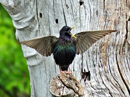 En vol, on remarque la forme de ses ailes, triangulaires et pointues.